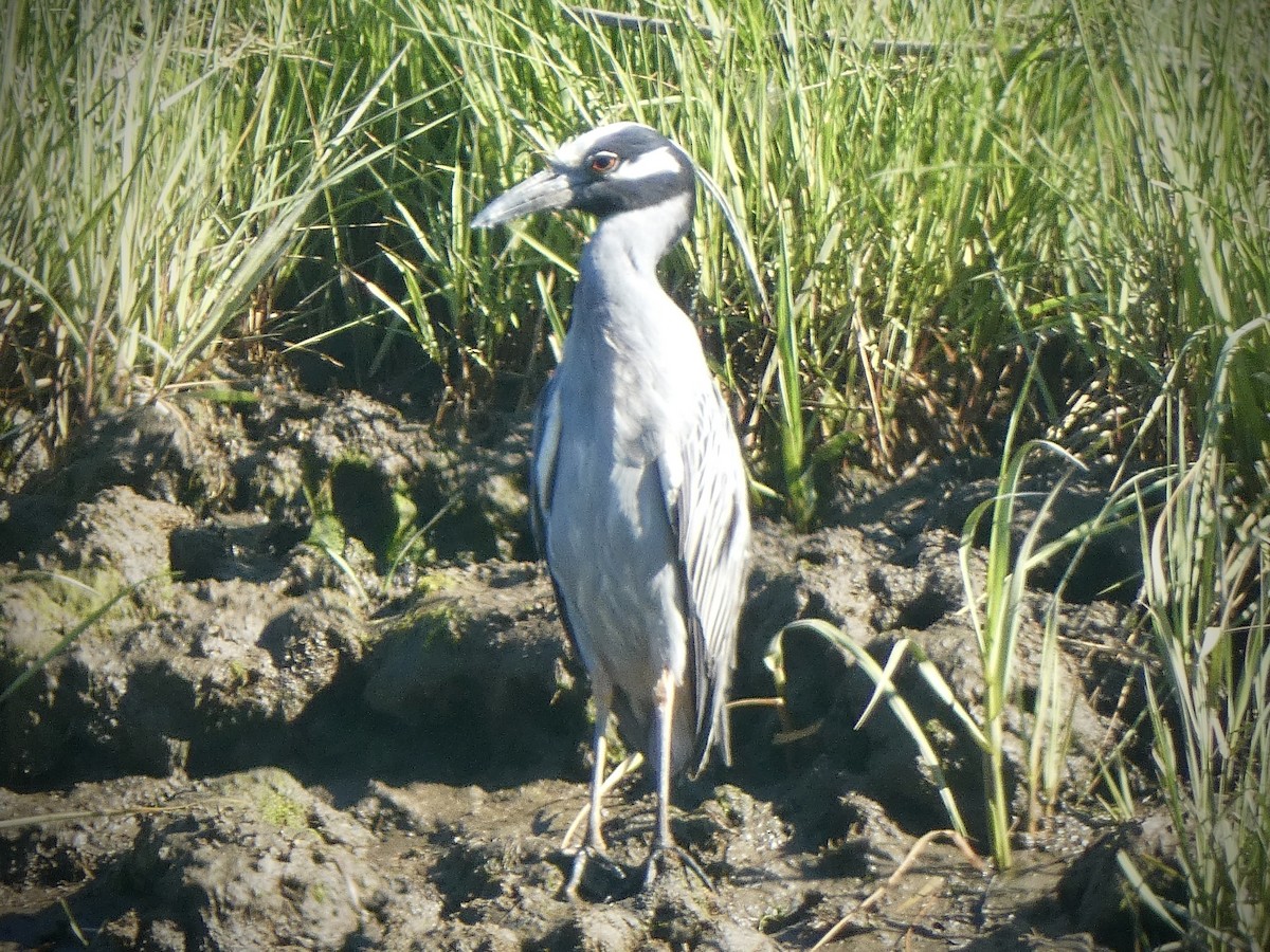 Yellow-crowned Night Heron - ML620174621