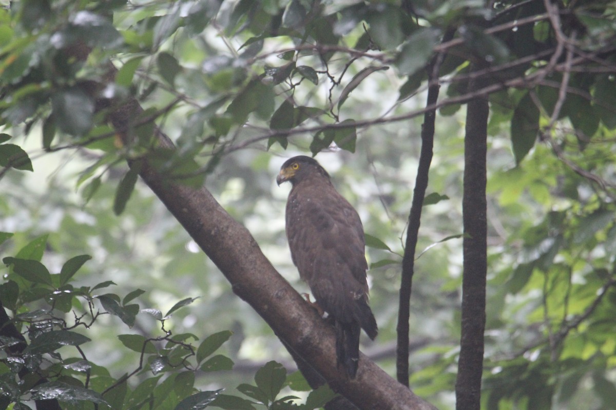Crested Serpent-Eagle - ML620174623