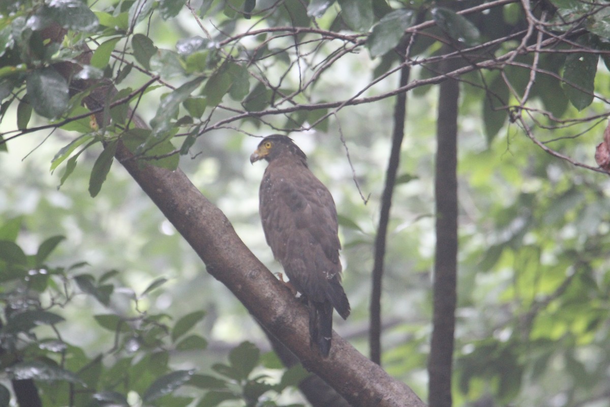 Crested Serpent-Eagle - ML620174624