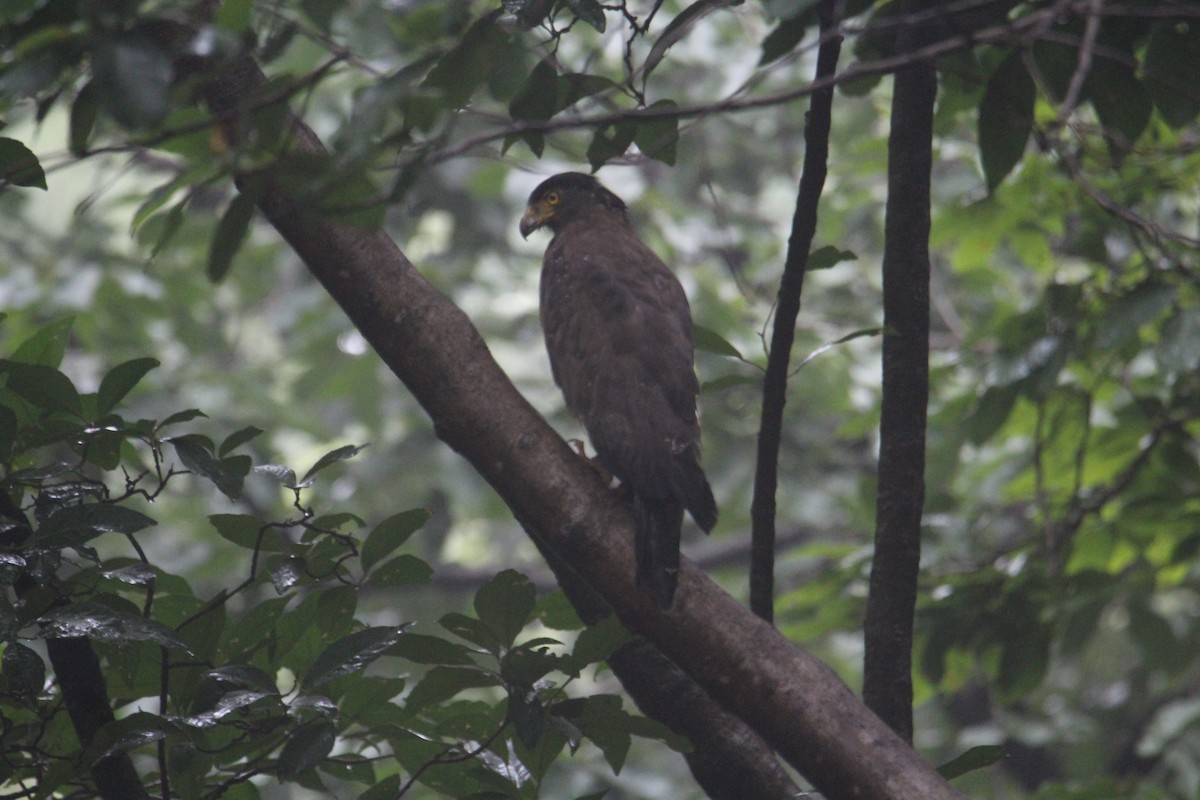 Crested Serpent-Eagle - ML620174625