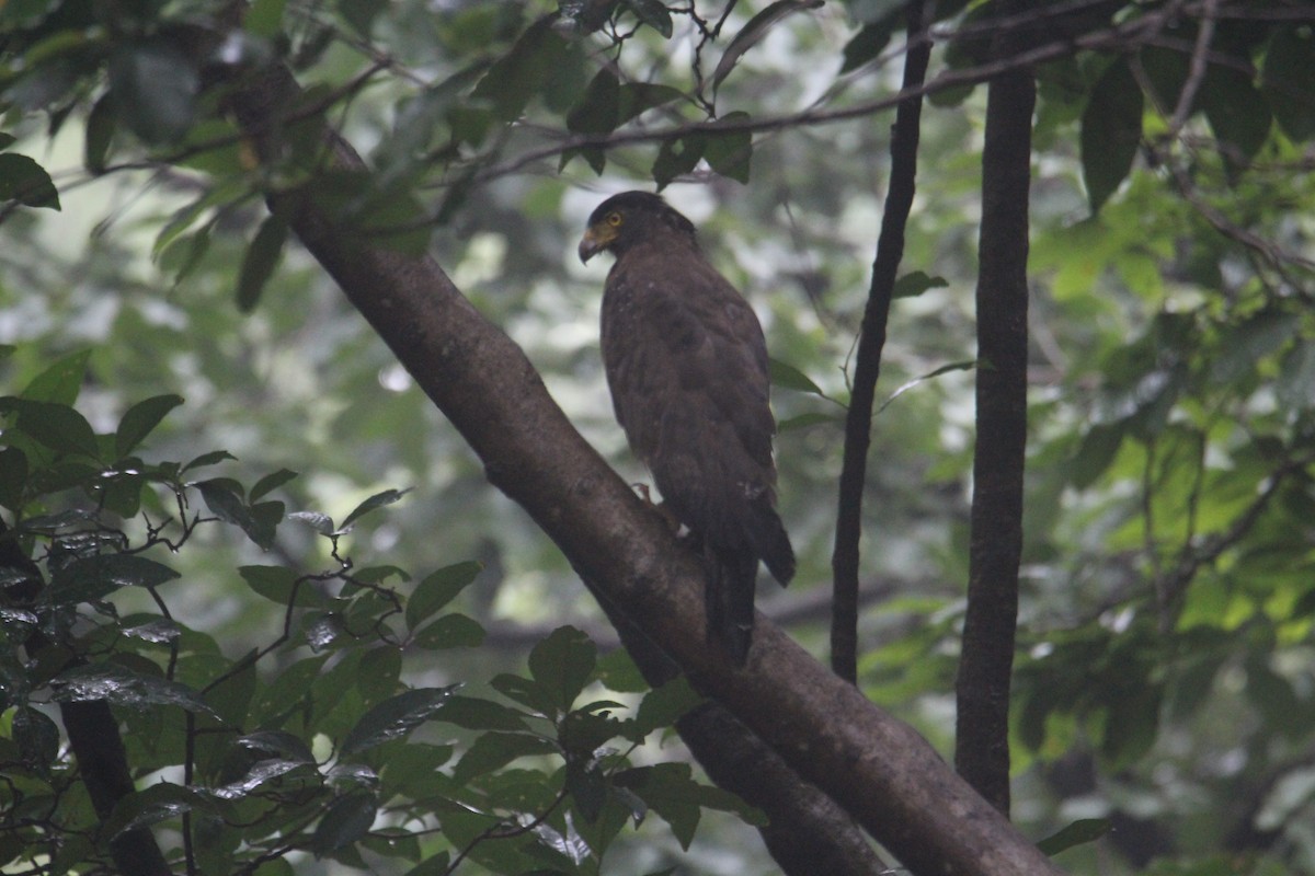 Haubenschlangenadler - ML620174626