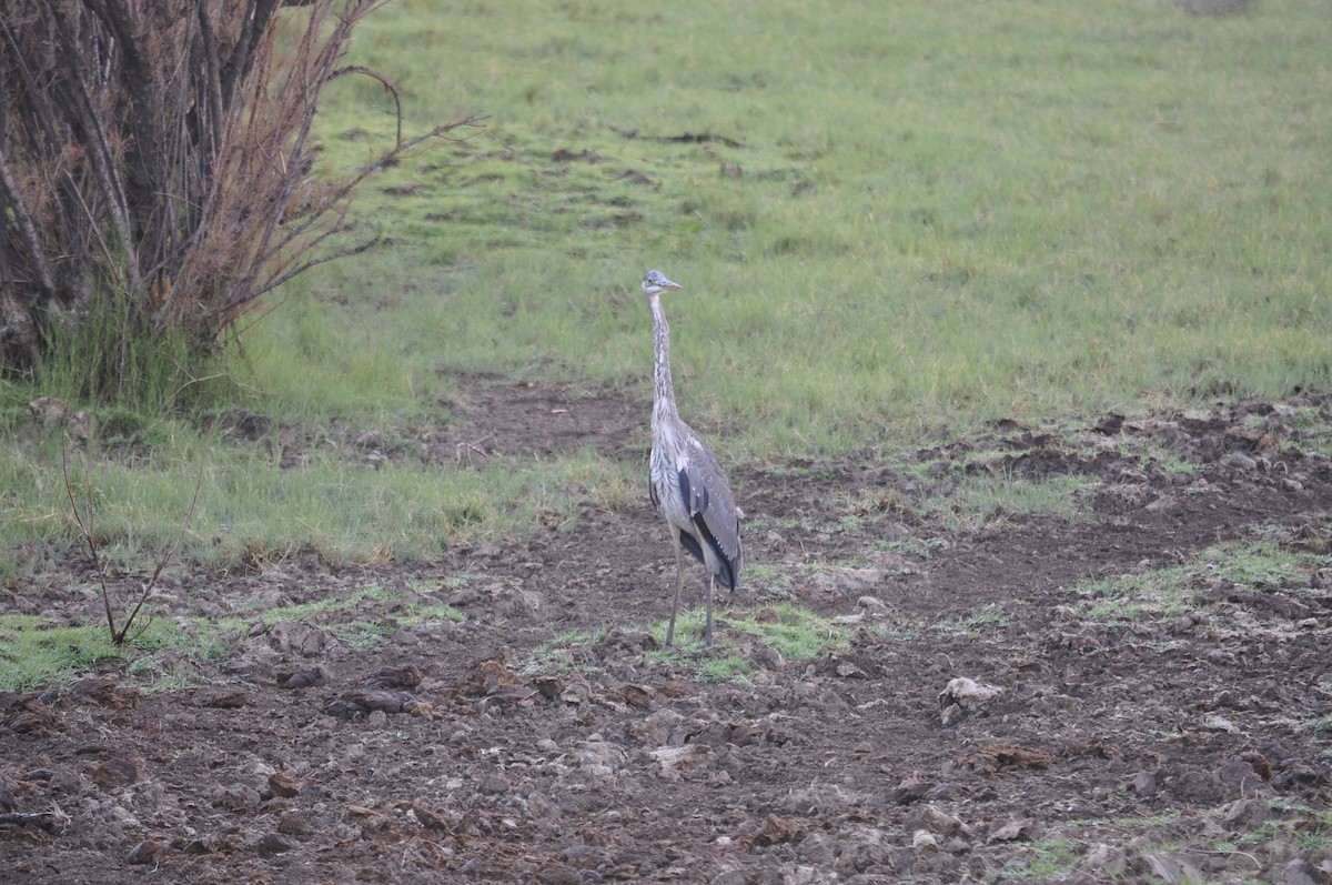 Great Blue Heron - ML620174642