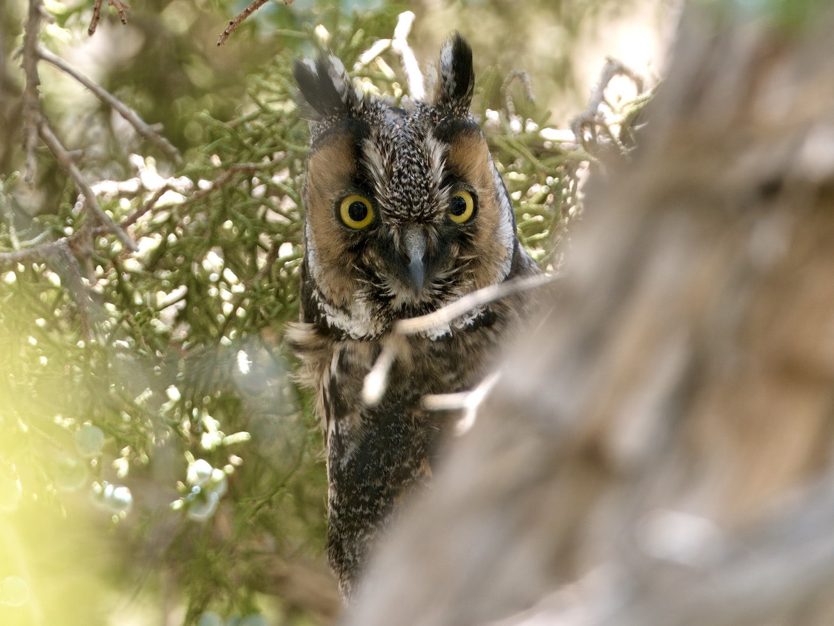 Long-eared Owl - ML620174659