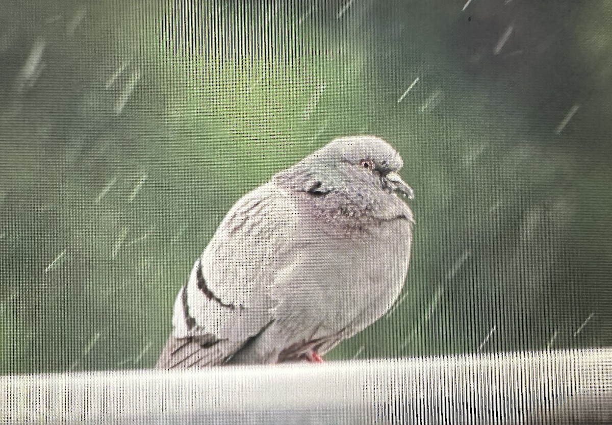 Rock Pigeon (Feral Pigeon) - ML620174664