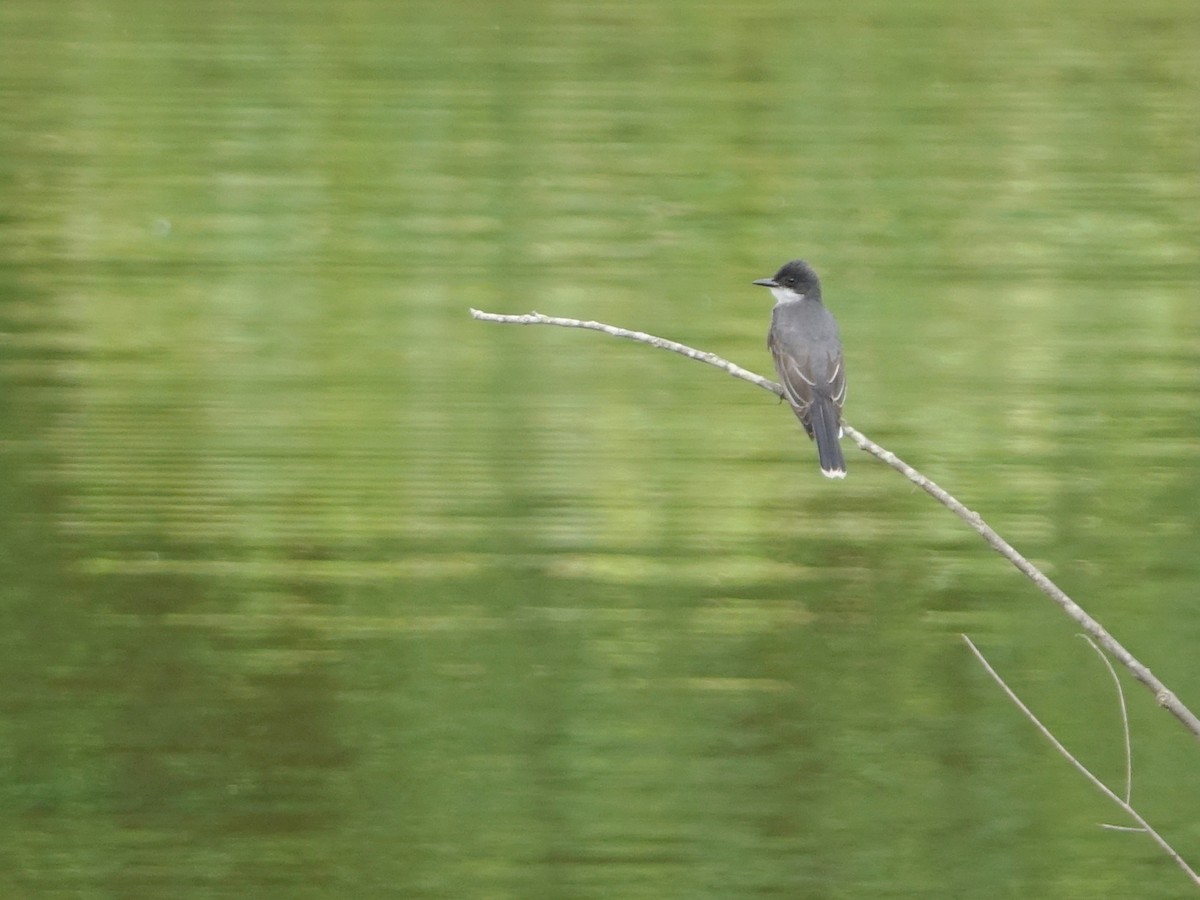 Eastern Kingbird - ML620174666