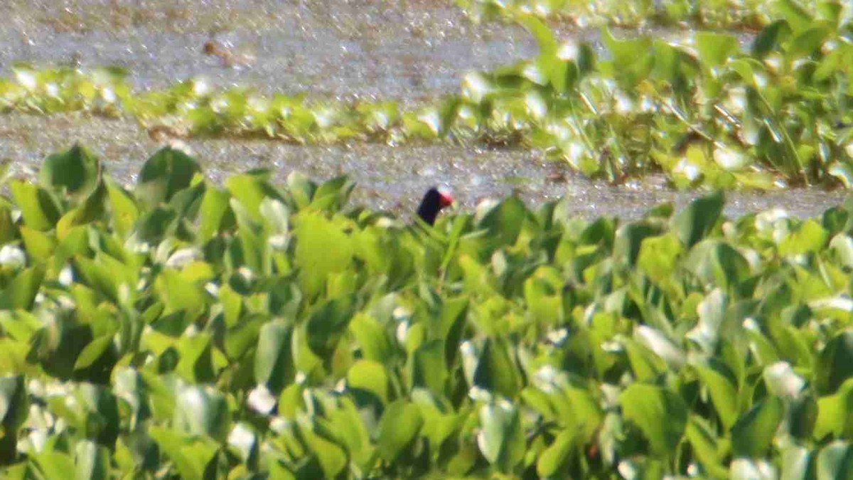 Purple Gallinule - ML620174673