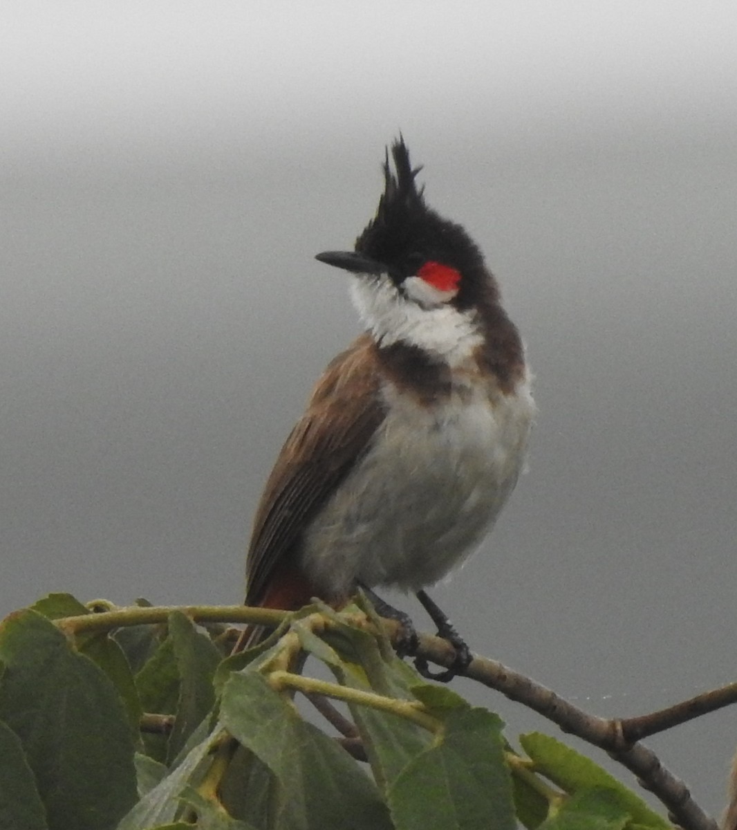 Red-whiskered Bulbul - ML620174676