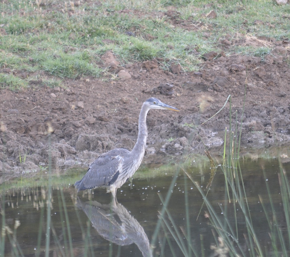 Great Blue Heron - ML620174680