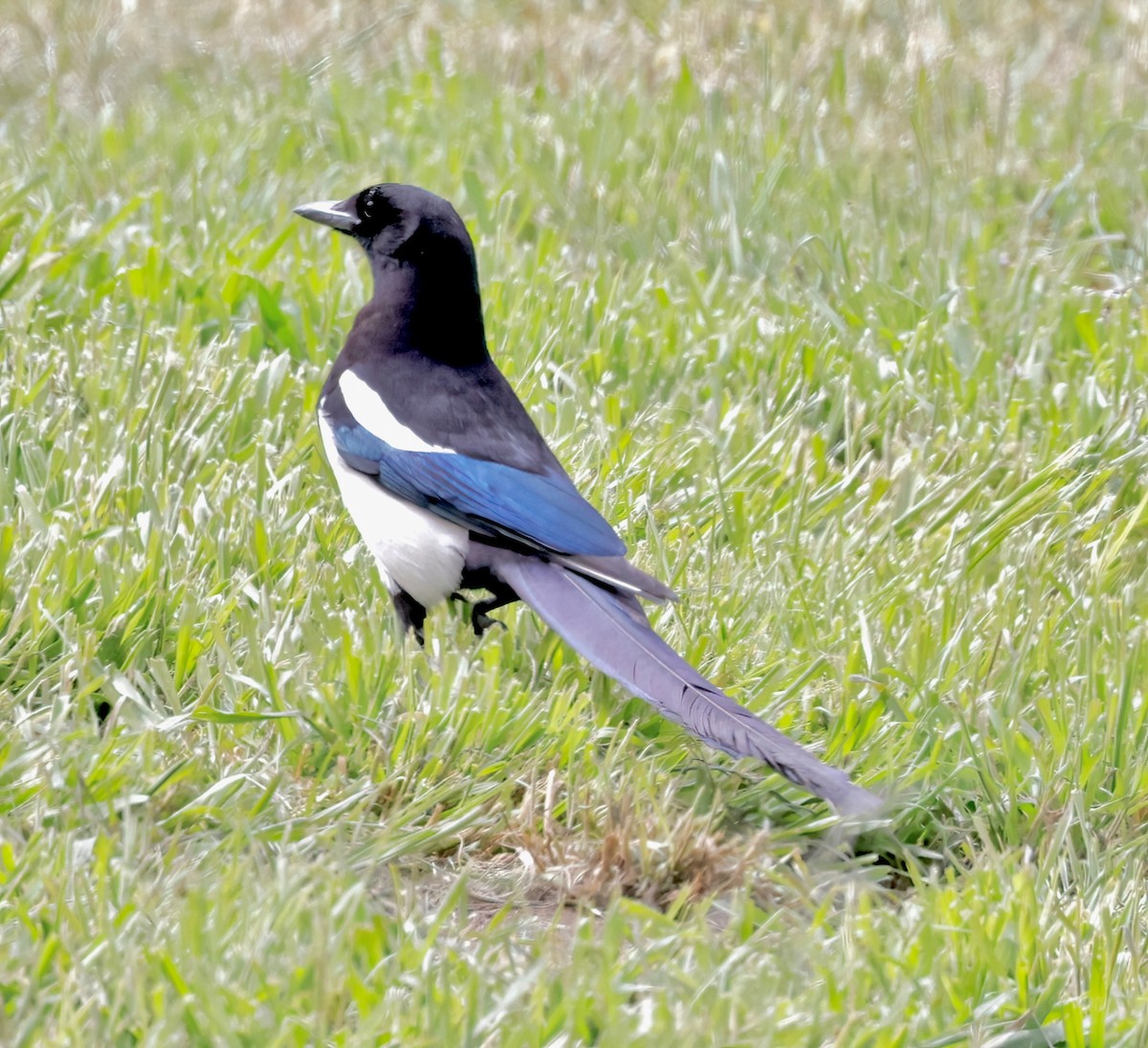 Black-billed Magpie - ML620174682