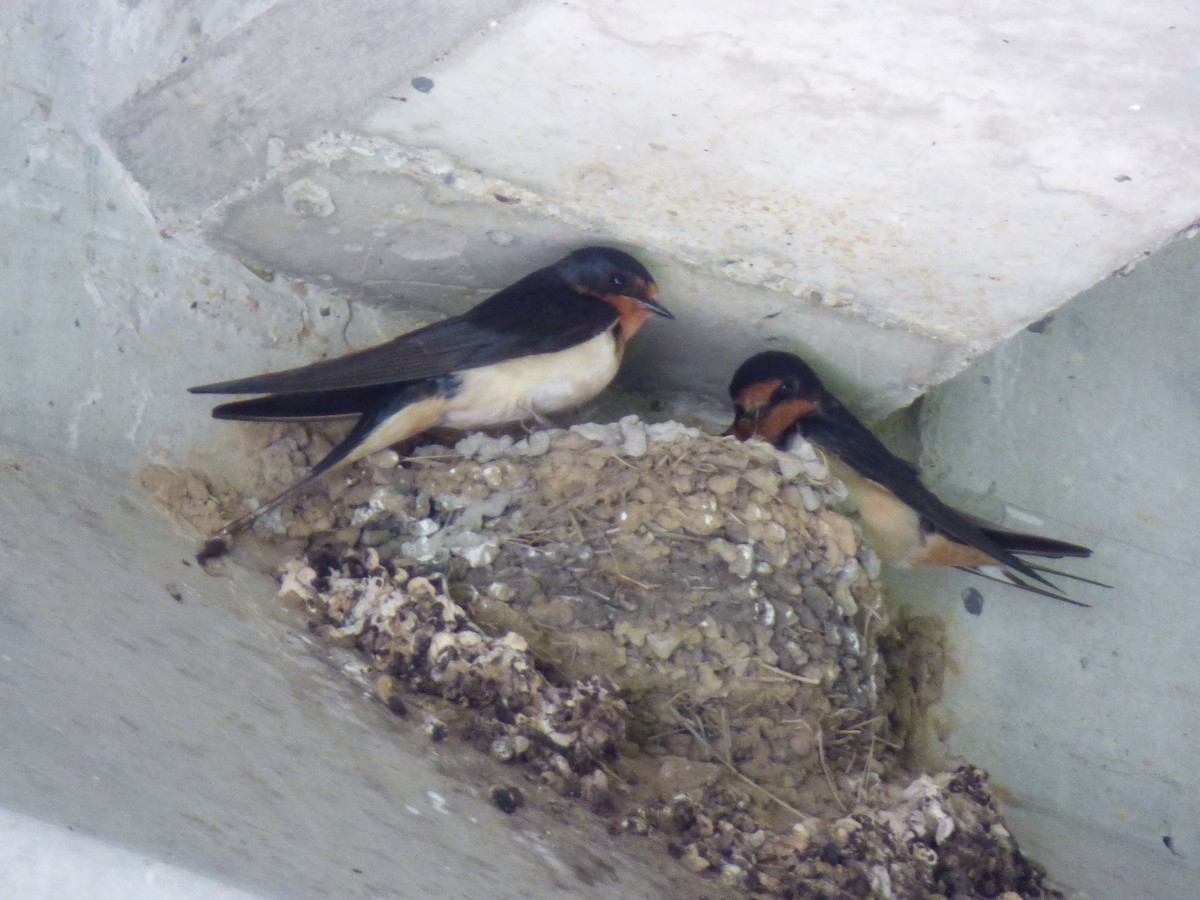 Barn Swallow - ML620174684