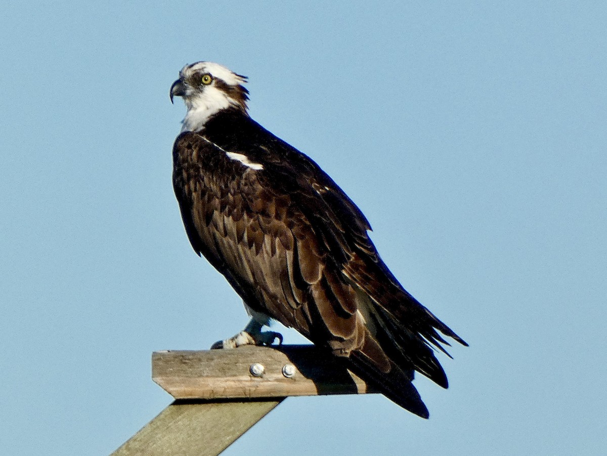 Balbuzard pêcheur - ML620174689