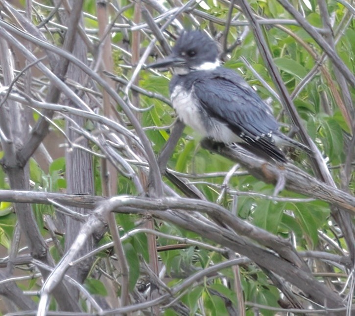 Belted Kingfisher - ML620174693