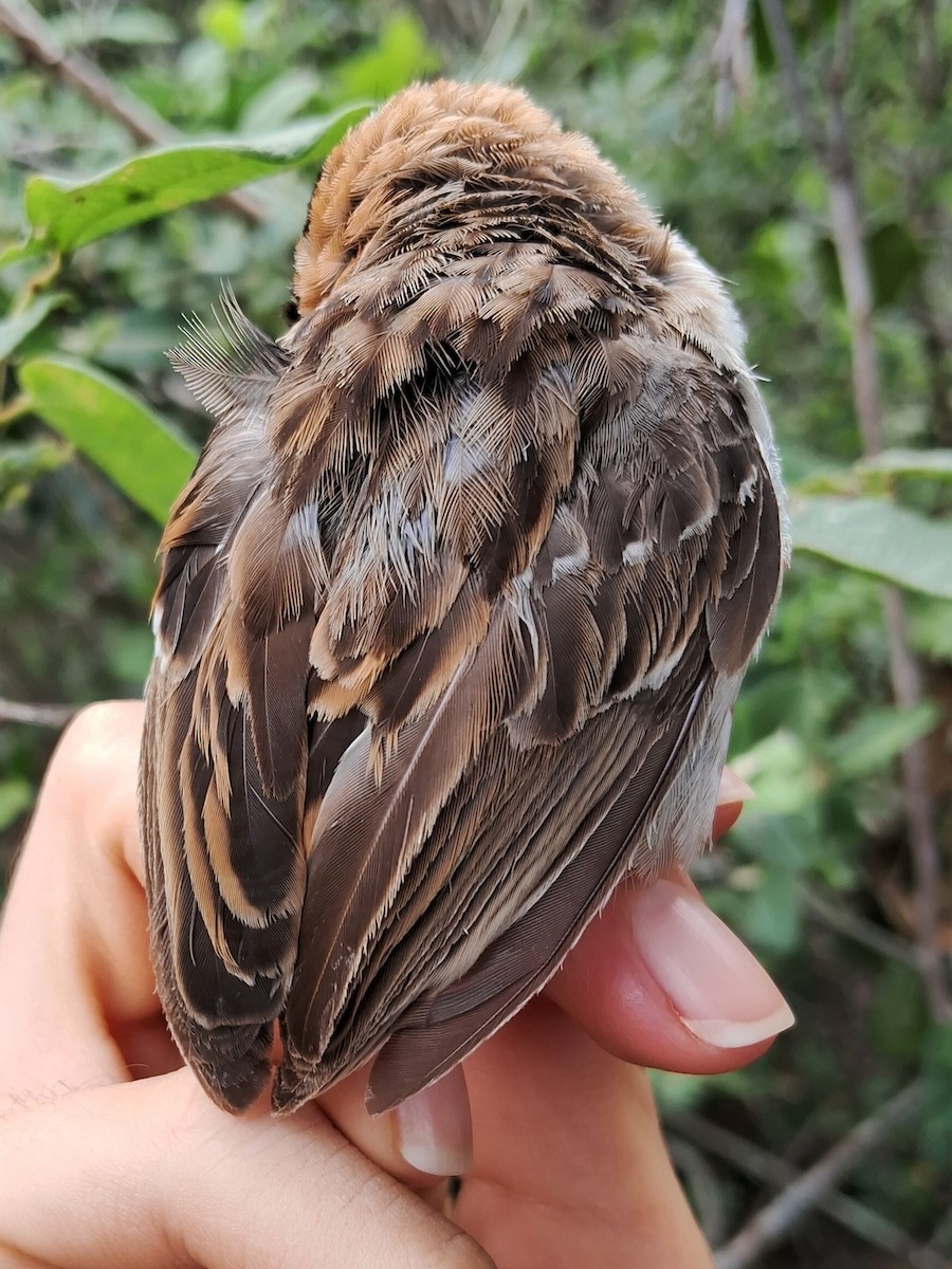 Rufous-collared Sparrow - ML620174694