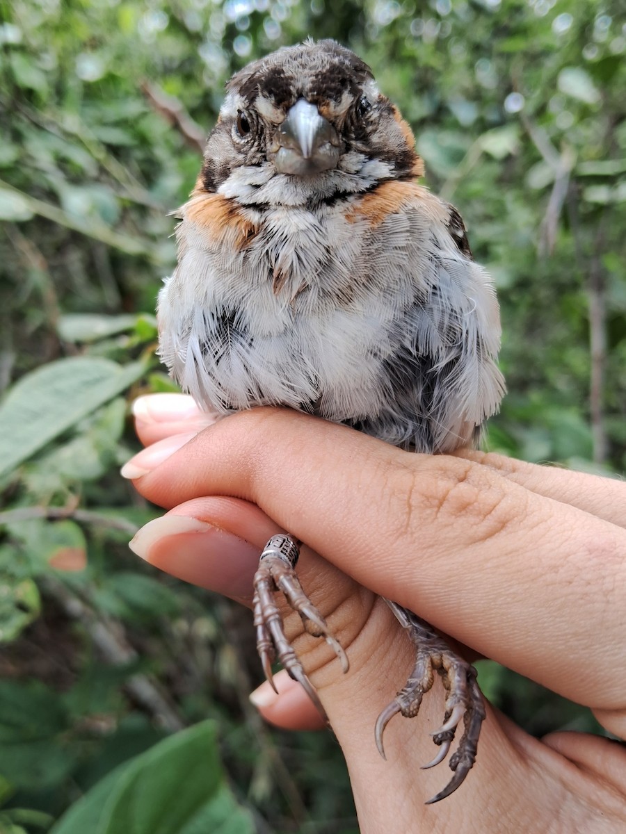 Rufous-collared Sparrow - ML620174695