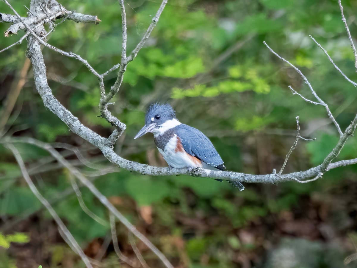 Belted Kingfisher - ML620174696