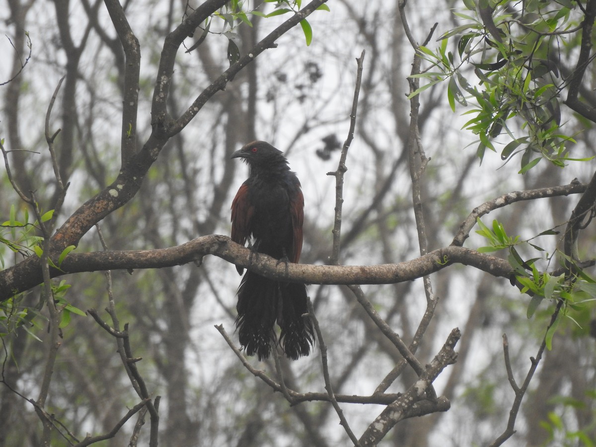 Greater Coucal - ML620174697