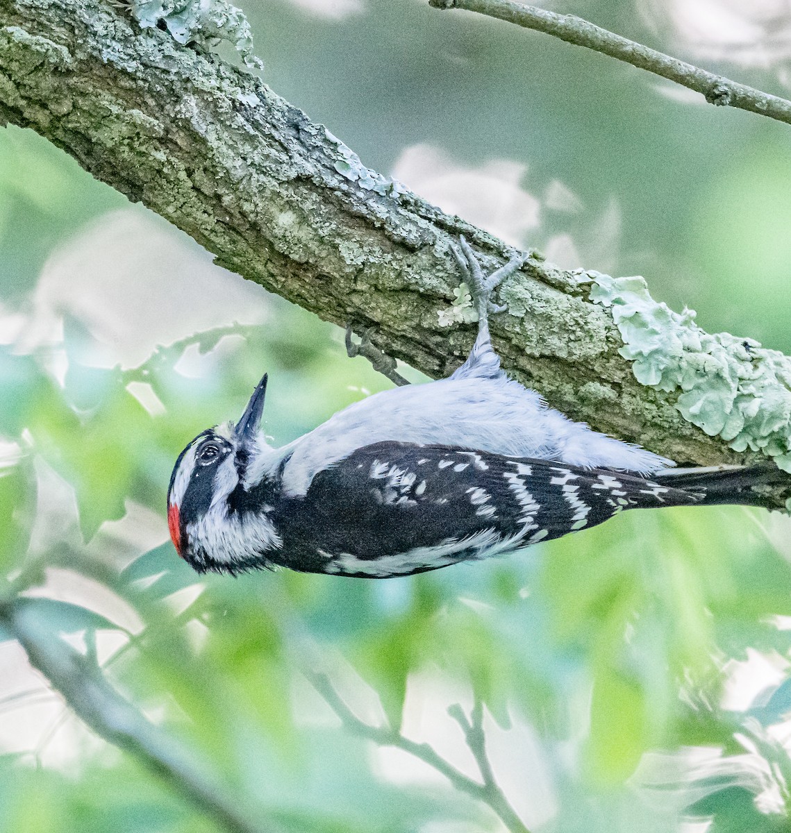 Downy Woodpecker - ML620174698