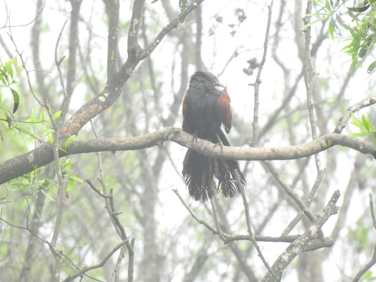 Greater Coucal - ML620174699