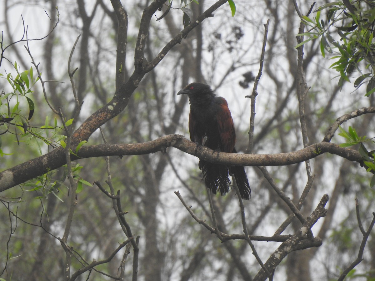 Greater Coucal - ML620174700