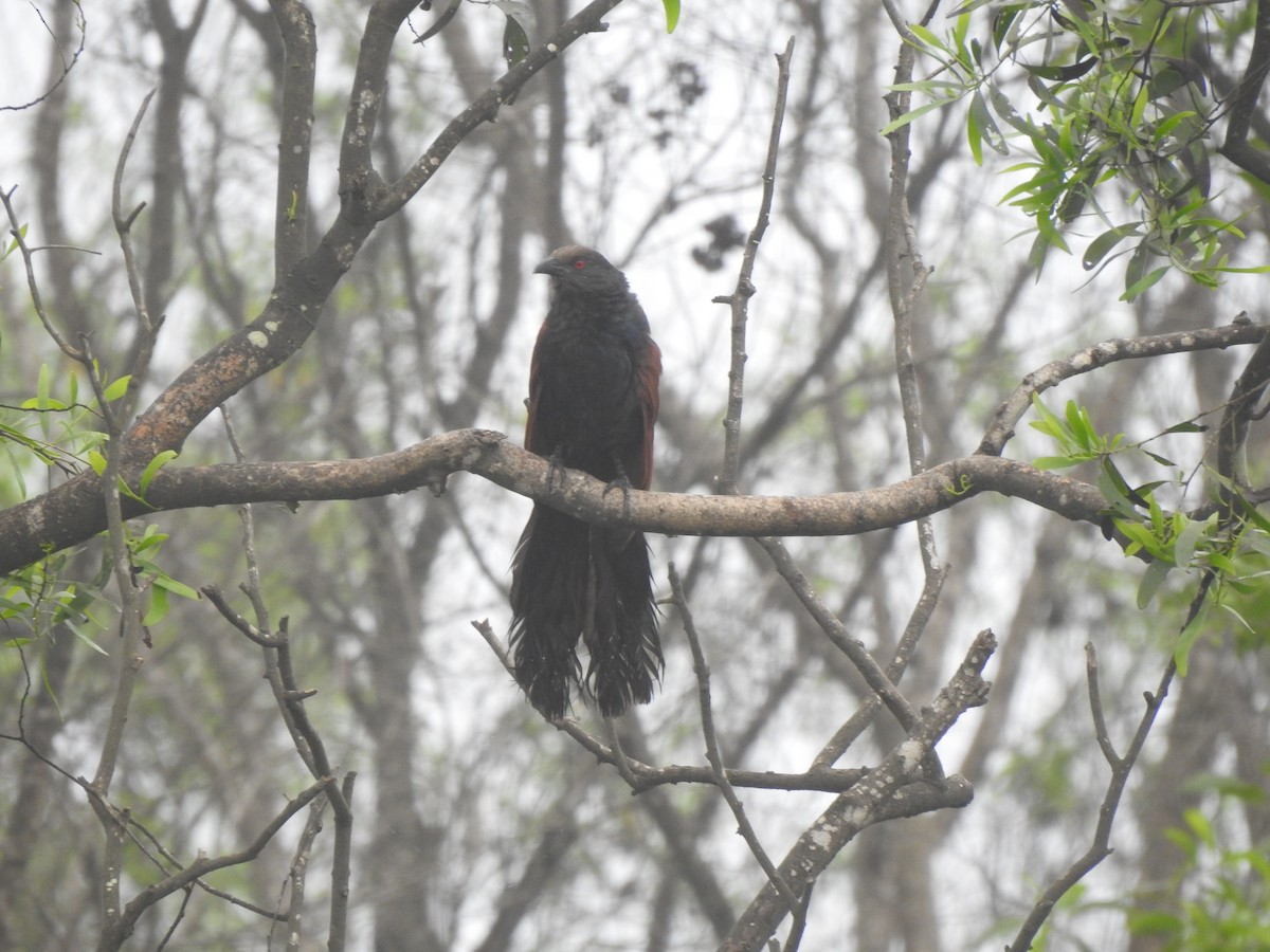 Grand Coucal - ML620174701