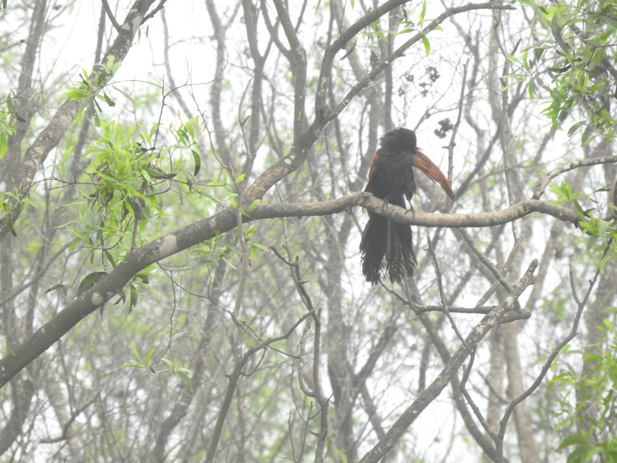 Greater Coucal - ML620174702