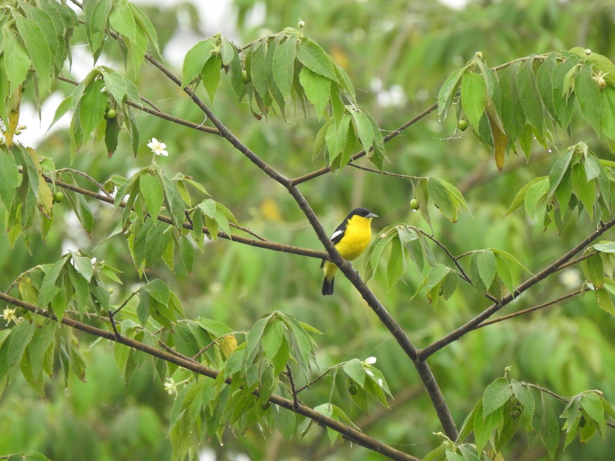 Common Iora - ML620174714