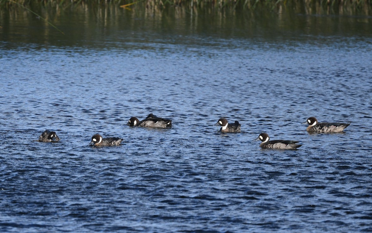 Spectacled Duck - ML620174719