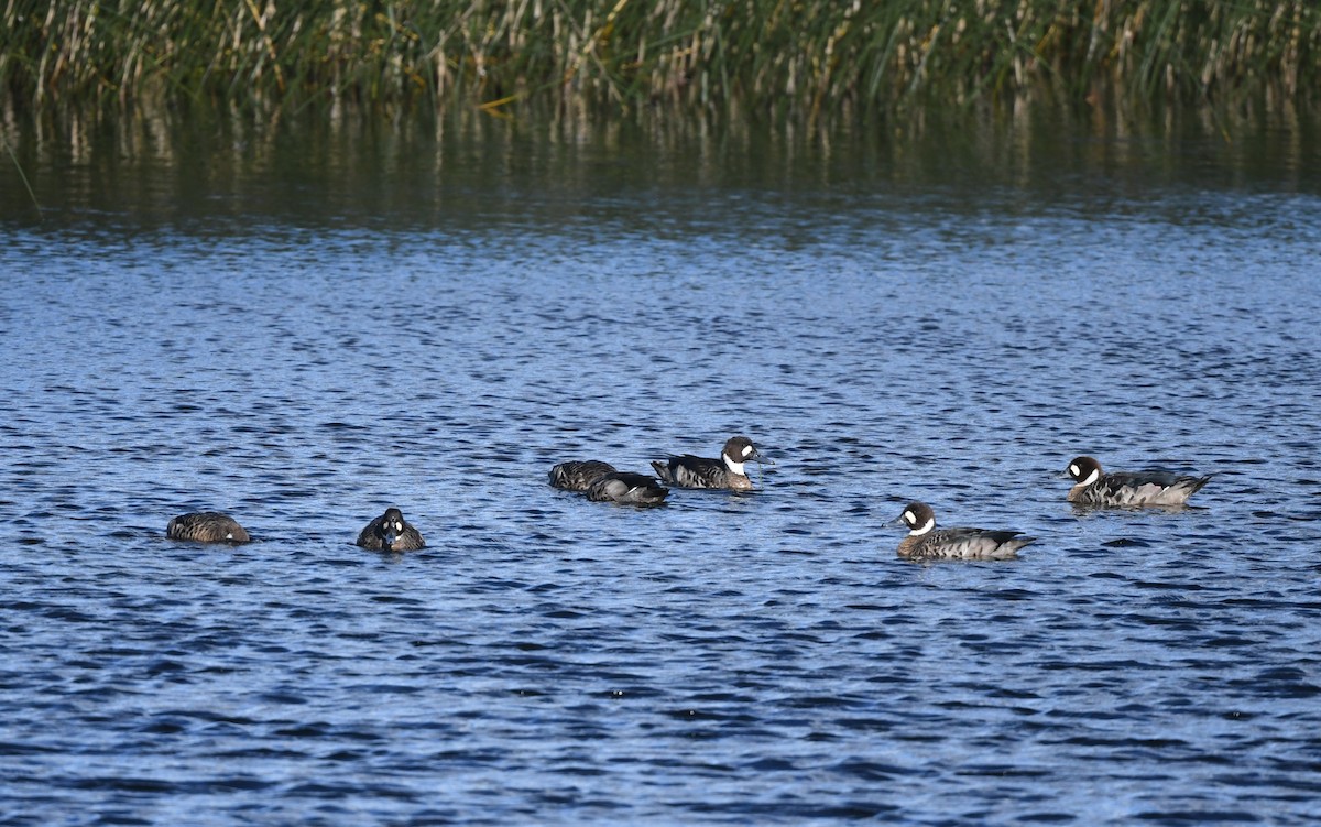 Canard à lunettes - ML620174720