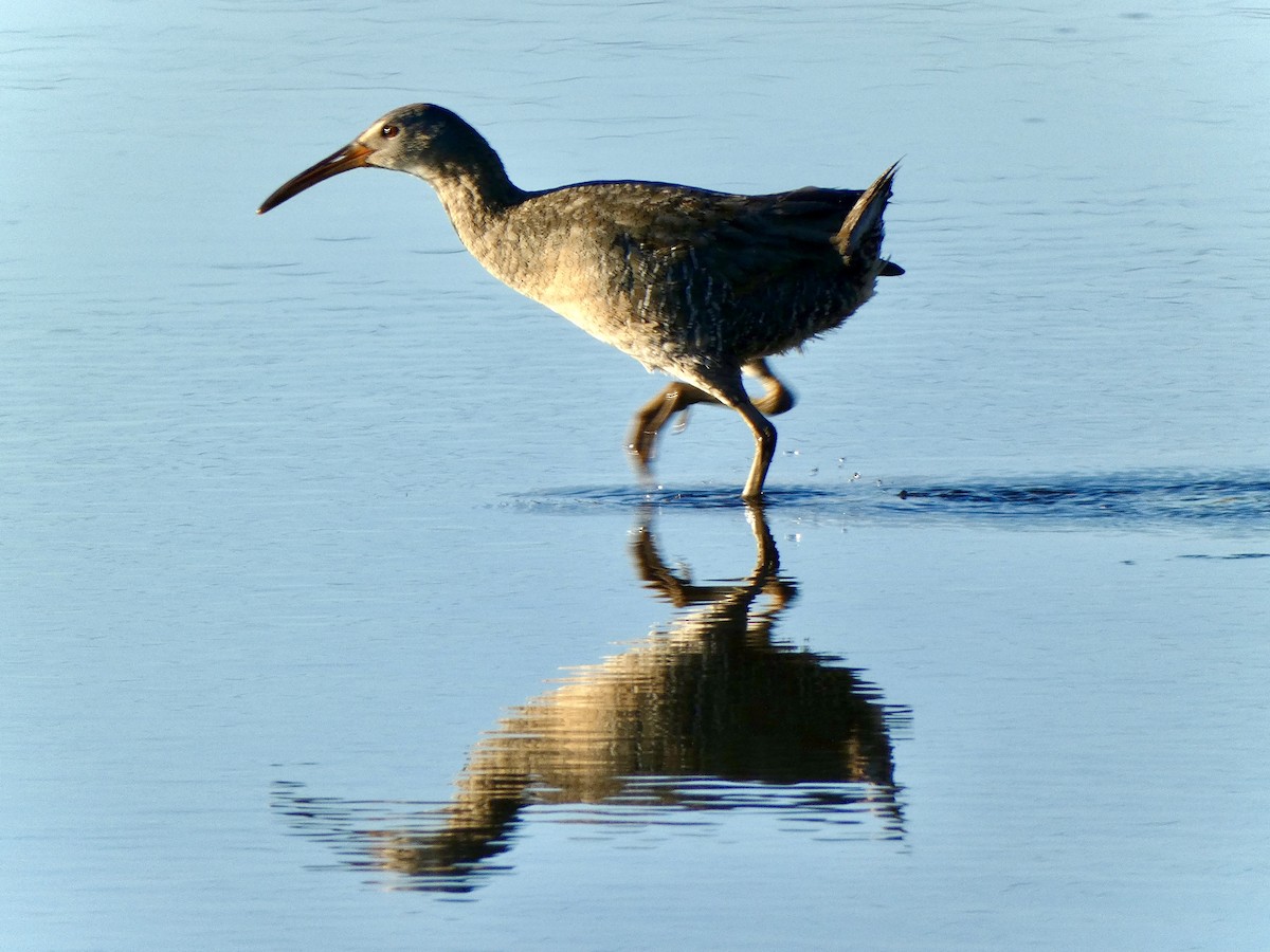 Clapper Rail - ML620174728