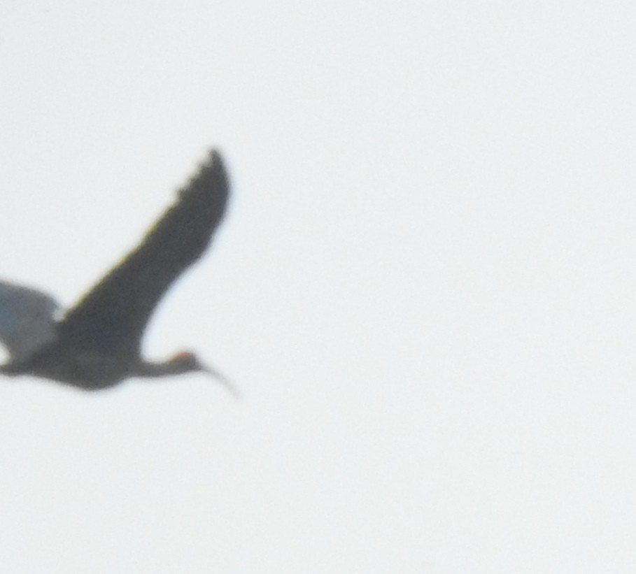 ibis bradavičnatý - ML620174732