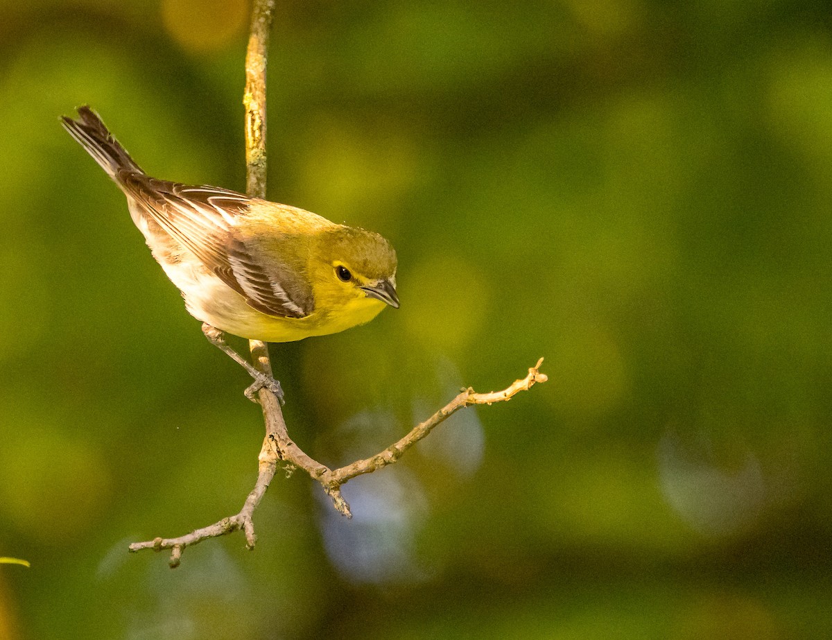 Gelbkehlvireo - ML620174747