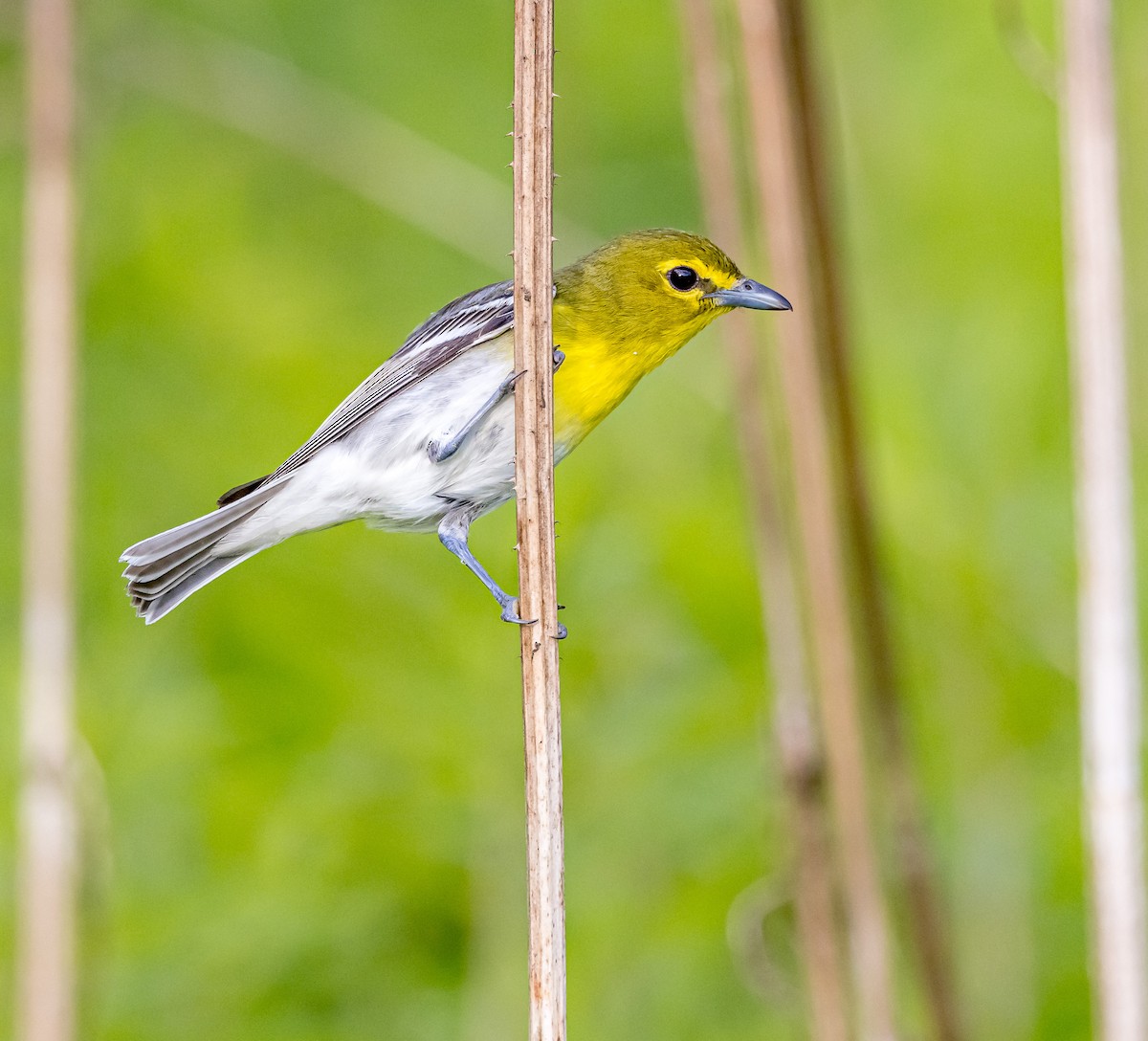 Yellow-throated Vireo - ML620174748