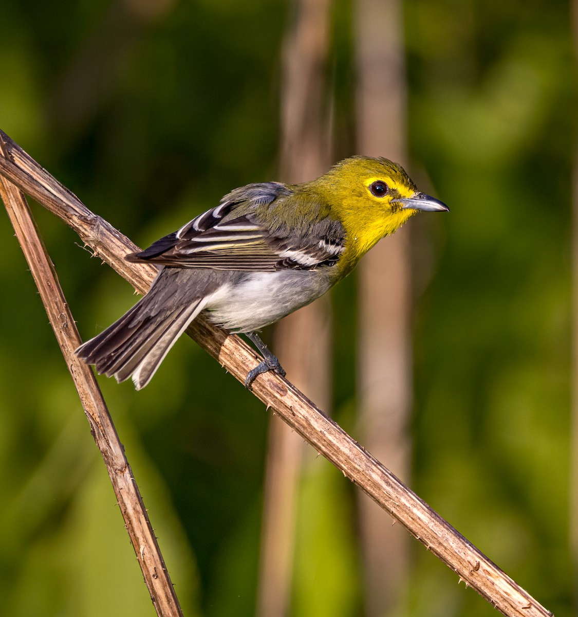 Gelbkehlvireo - ML620174750