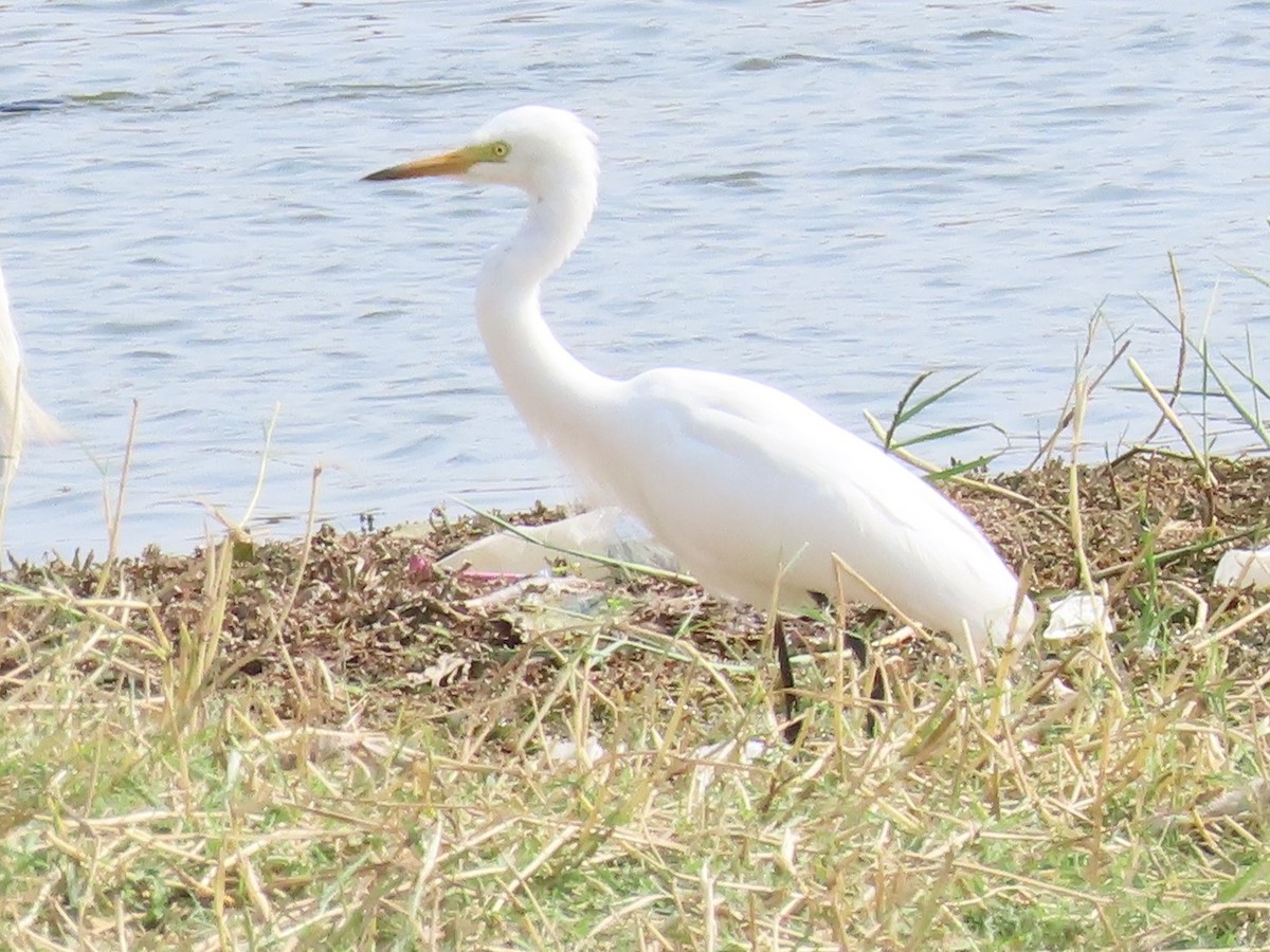 Medium Egret - ML620174757