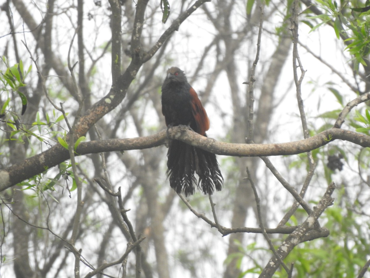 Greater Coucal - ML620174758