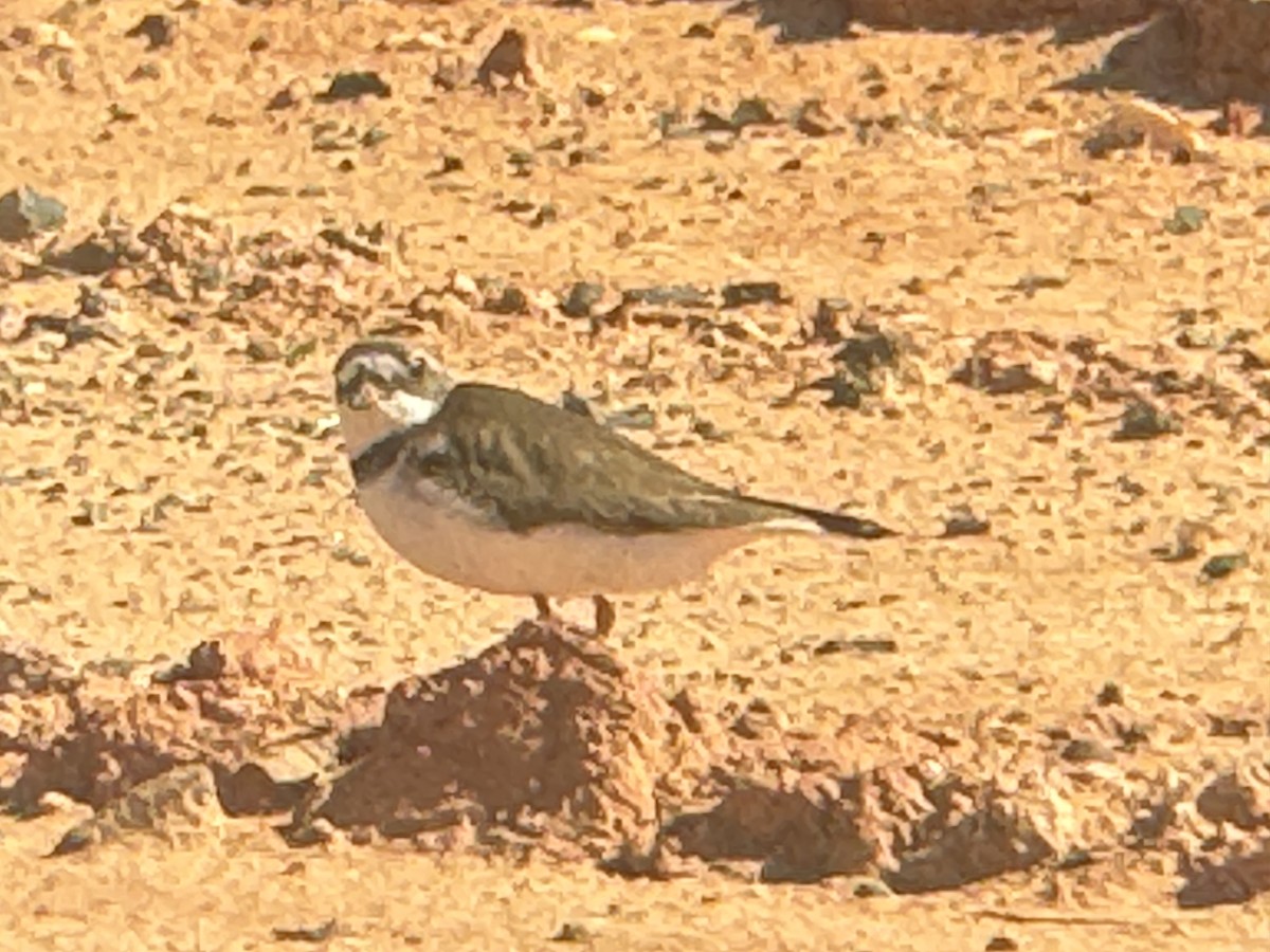 Semipalmated Plover - ML620174782