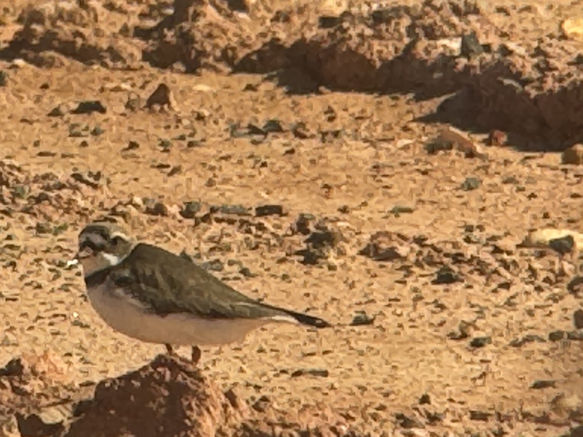 Semipalmated Plover - ML620174783