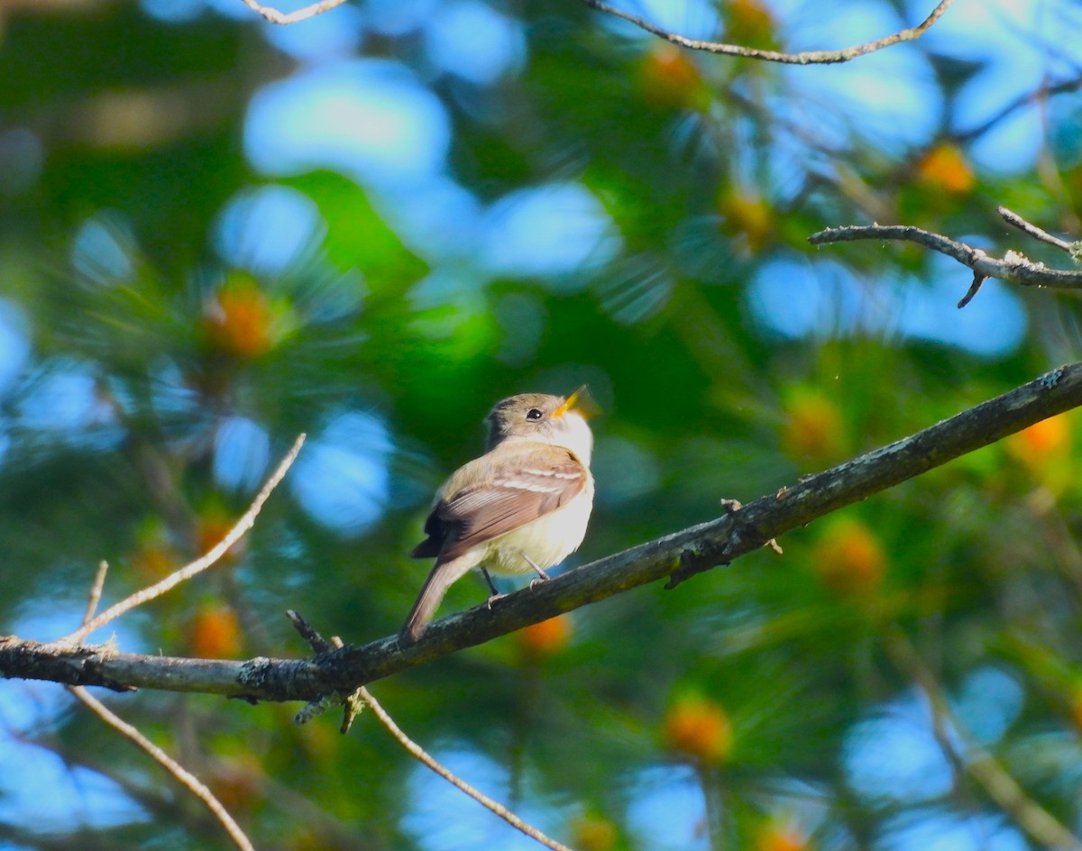 Least Flycatcher - ML620174785