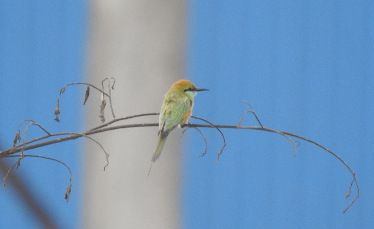 Asian Green Bee-eater - ML620174787