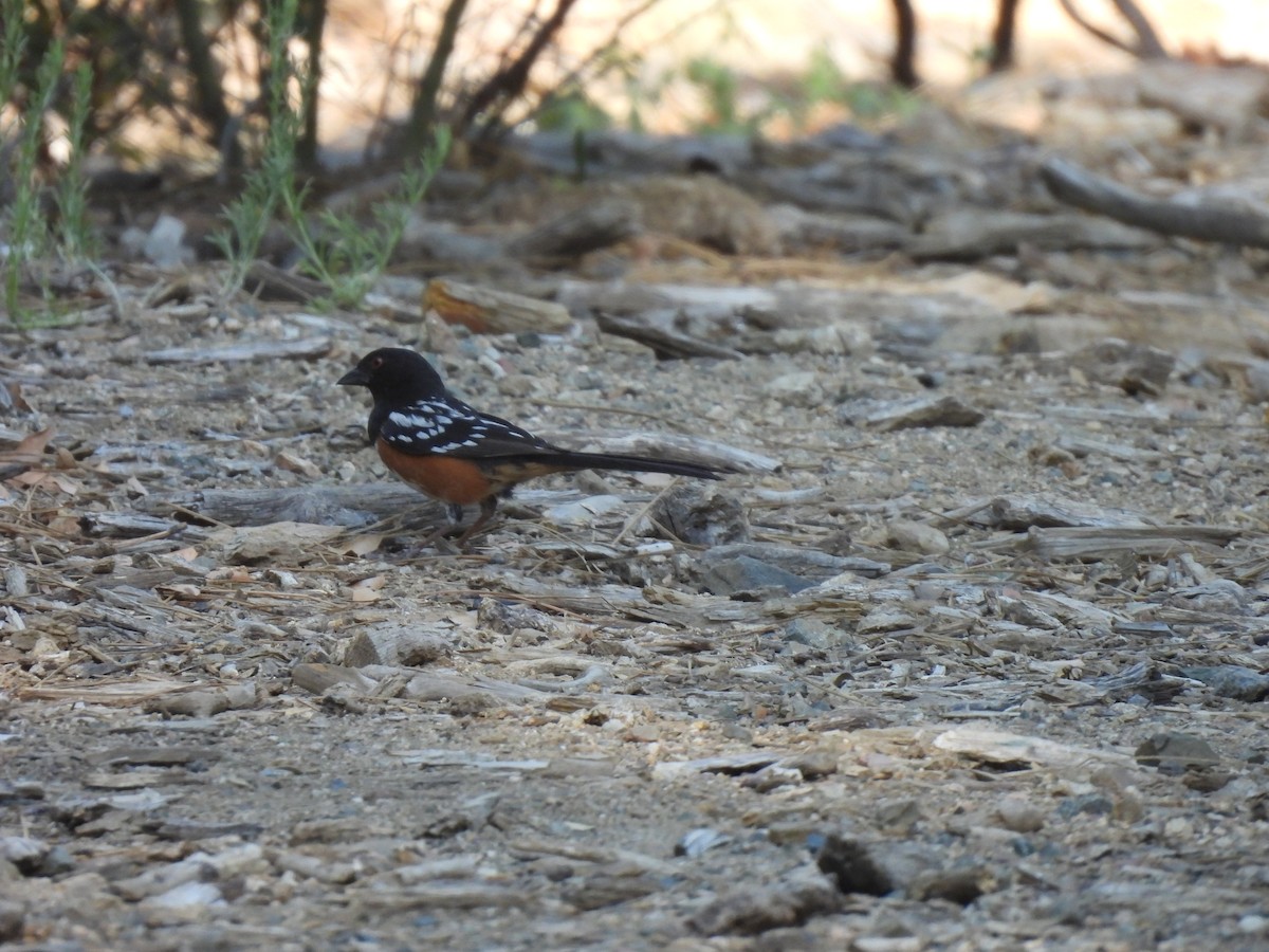 Spotted Towhee - ML620174792