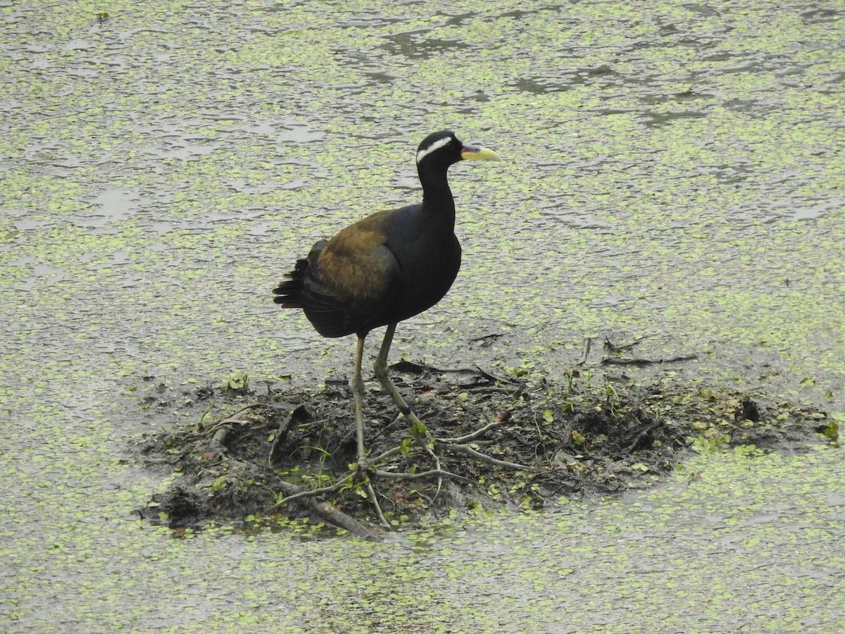 Jacana Bronceada - ML620174794