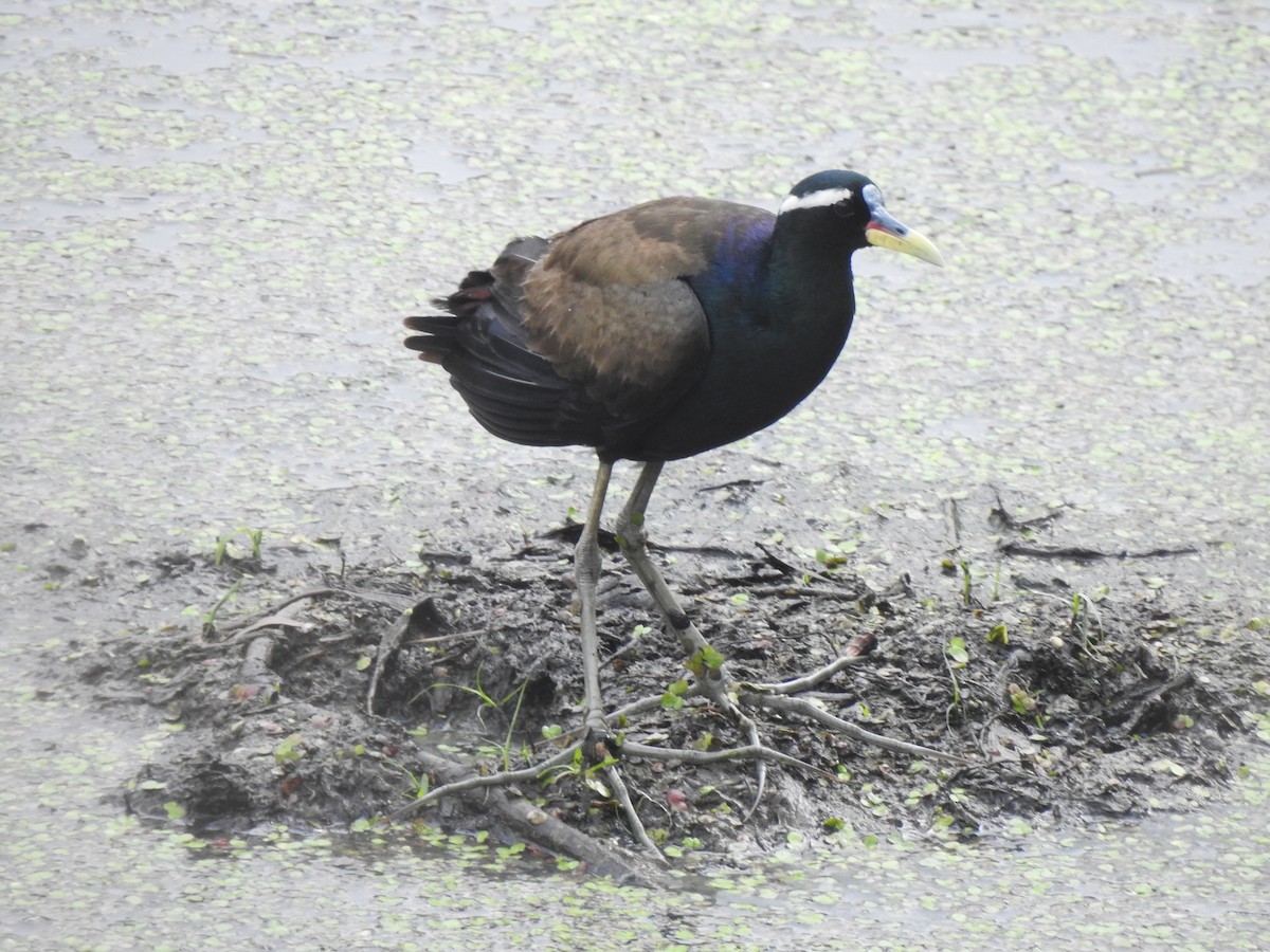 Bronze-winged Jacana - ML620174798