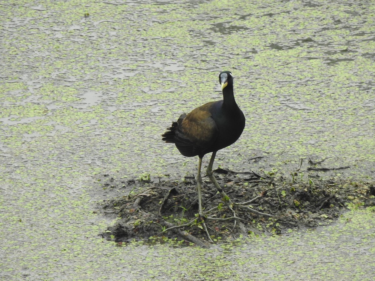 Bronze-winged Jacana - ML620174802