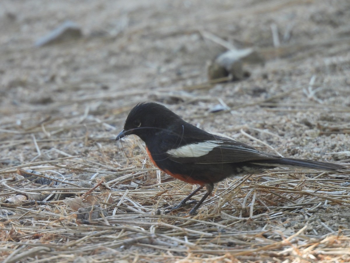 Painted Redstart - ML620174806