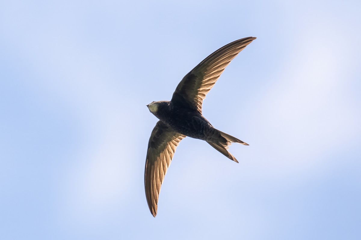 Common Swift - ML620174811