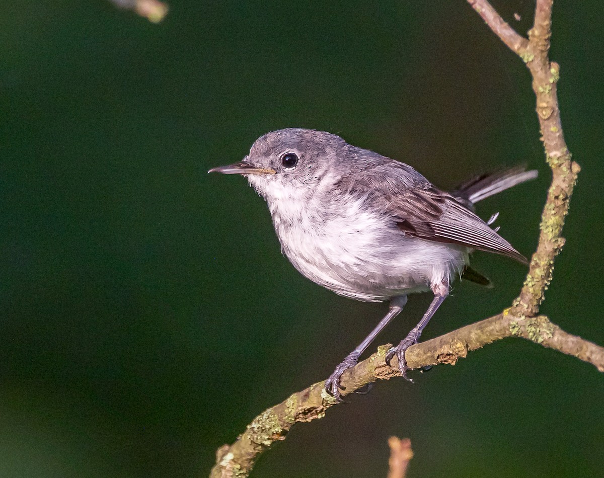 Blue-gray Gnatcatcher - ML620174814