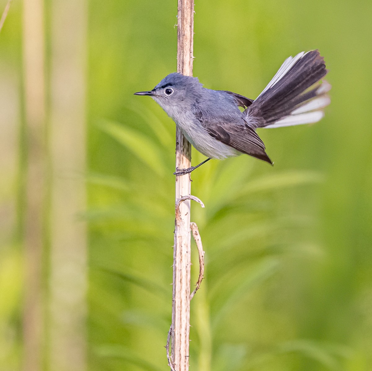 Blue-gray Gnatcatcher - ML620174815