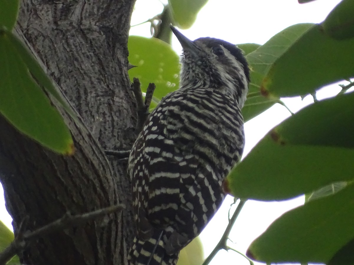 Striped Woodpecker - ML620174816