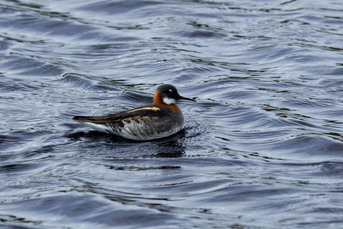 Phalarope à bec étroit - ML620174819