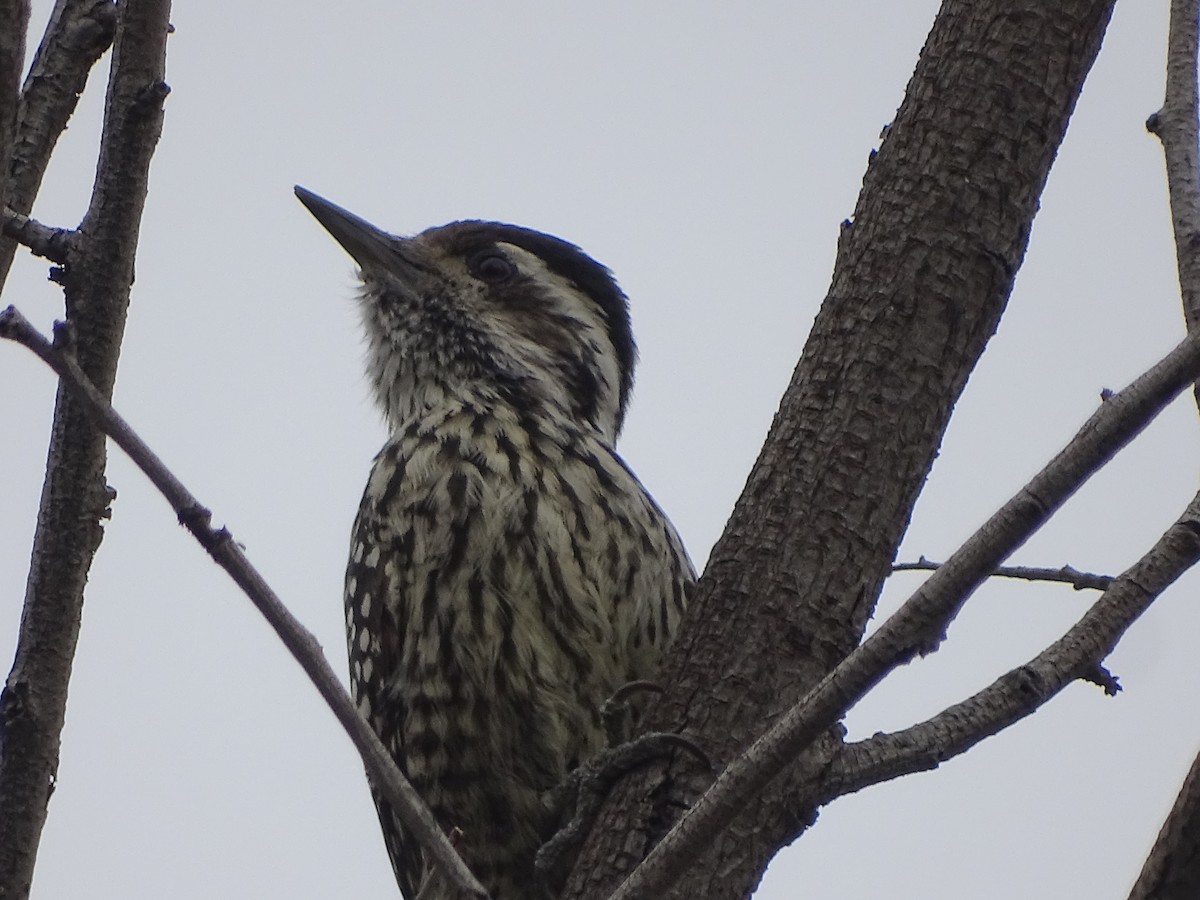 Striped Woodpecker - ML620174820
